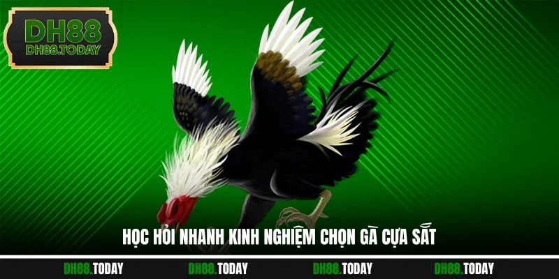 Kinh Nghiệm Chọn Gà Cựa Sắt Thắng Lớn Từ Cao Thủ Lâu Năm Học hỏi nhanh kinh nghiệm chọn gà cựa sắt