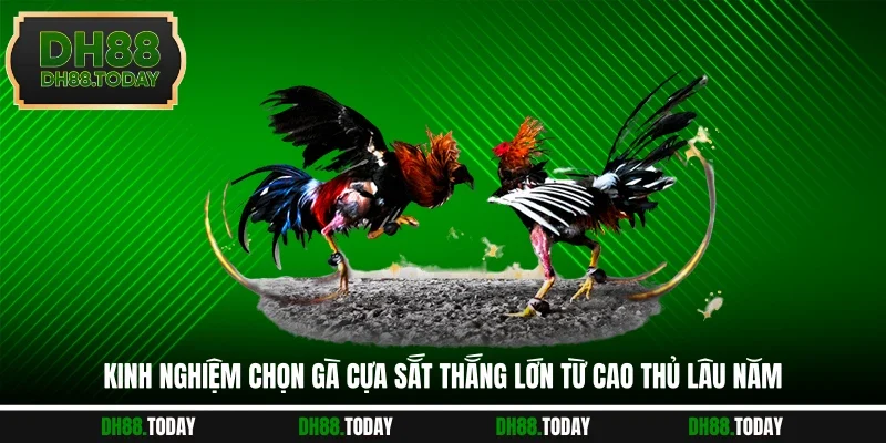 Kinh nghiệm chọn gà cựa sắt