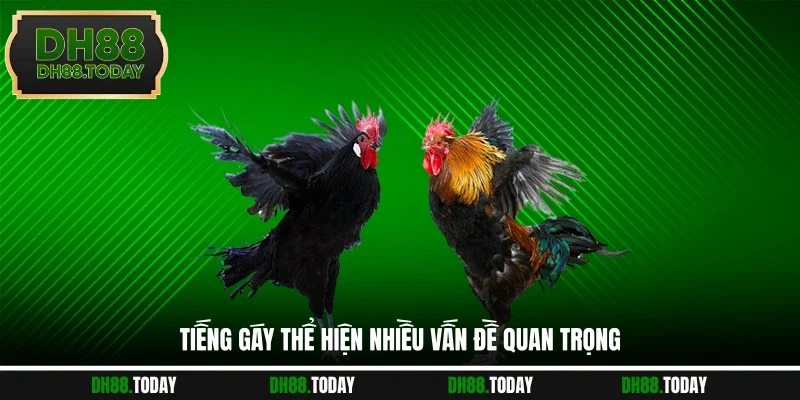 Kinh Nghiệm Chọn Gà Cựa Sắt Thắng Lớn Từ Cao Thủ Lâu Năm Tiếng gáy thể hiện nhiều vấn đề quan trọng